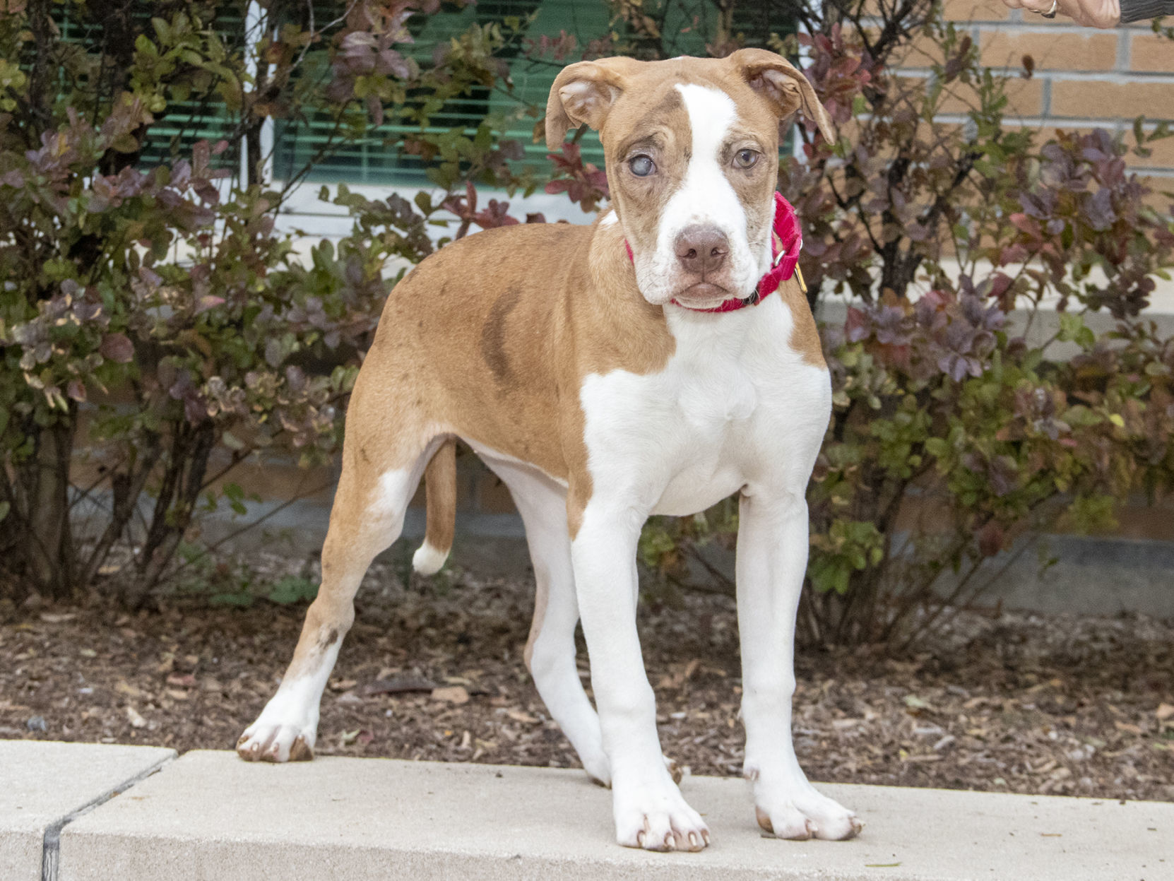 Pet of the week: Little Bee